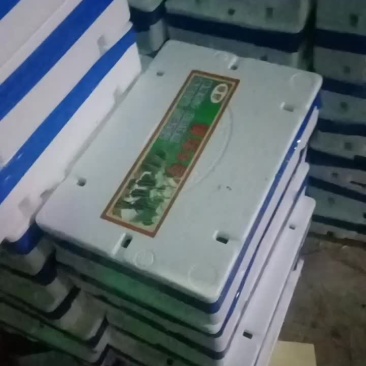 博洋9羊角密