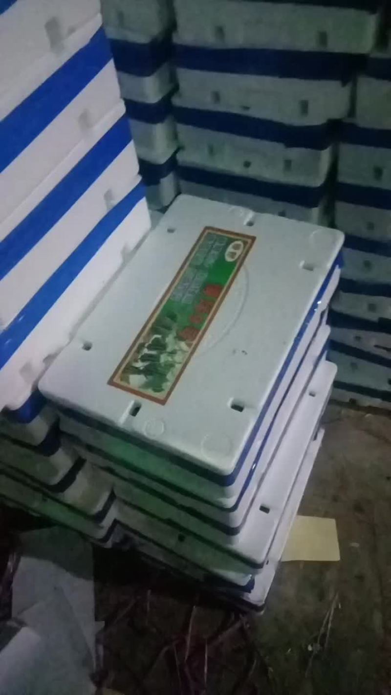 博洋9羊角密