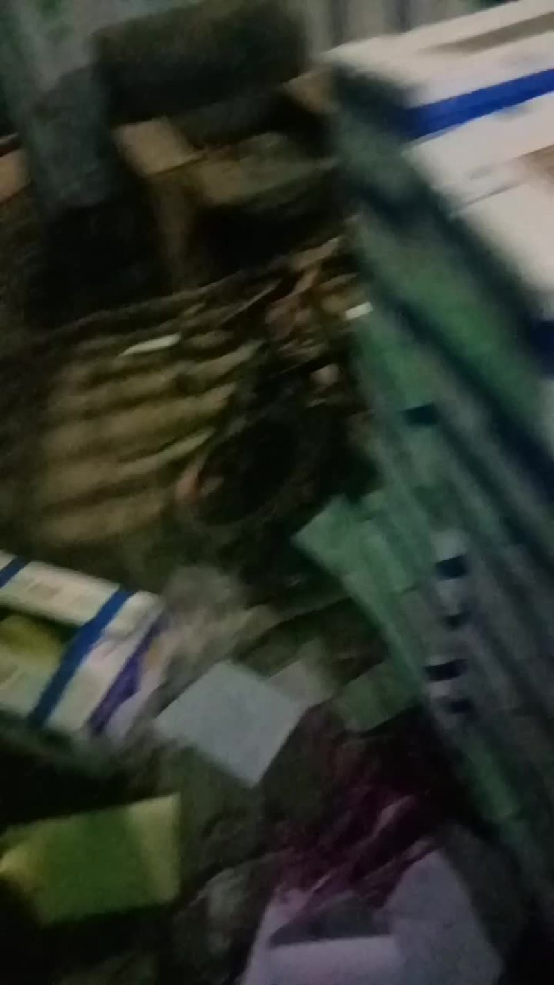 博洋9羊角密