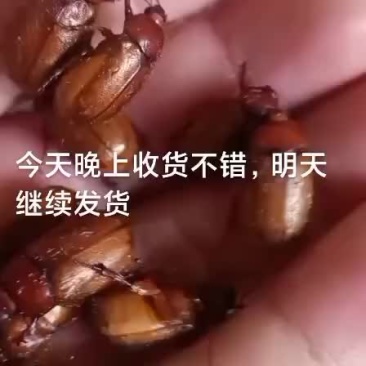 瞎创子瞎碰
