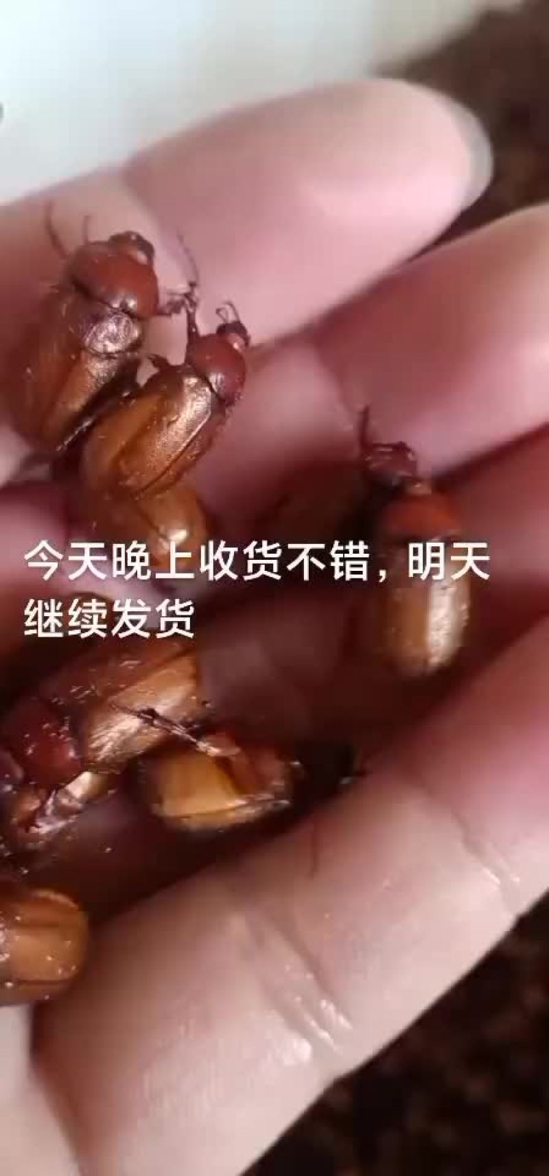瞎创子瞎碰