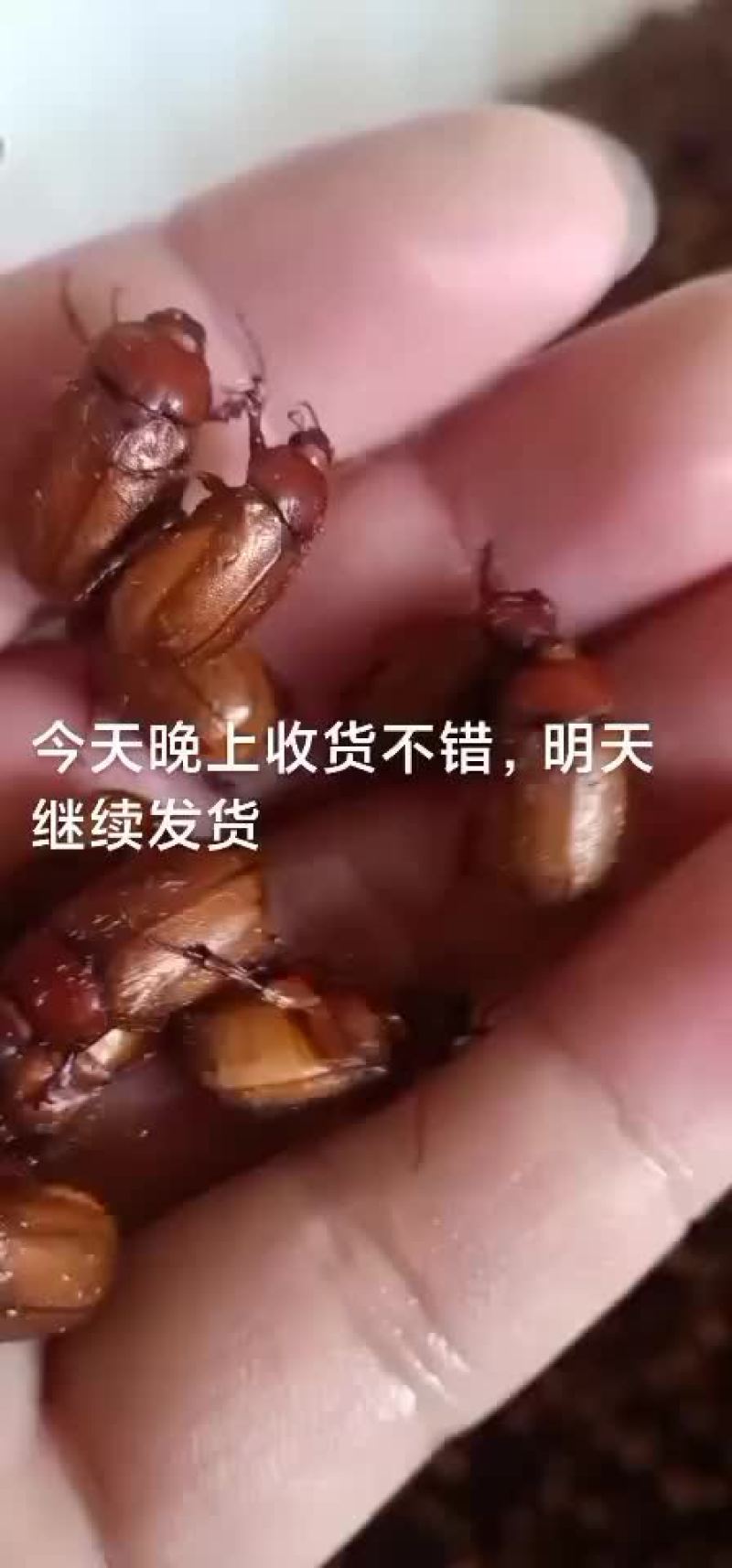 瞎创子瞎碰
