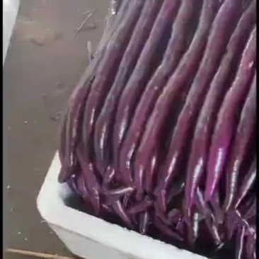 浙江绍兴红线茄