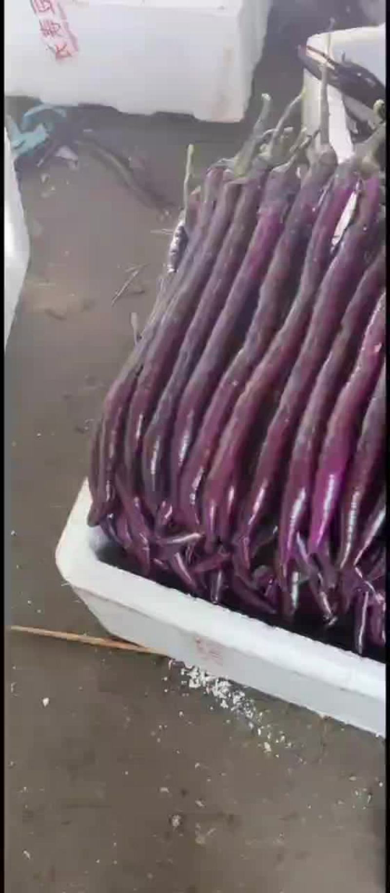 浙江绍兴红线茄