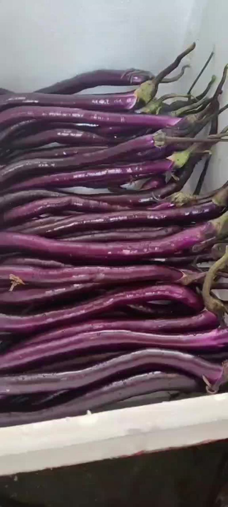 浙江绍兴红线茄