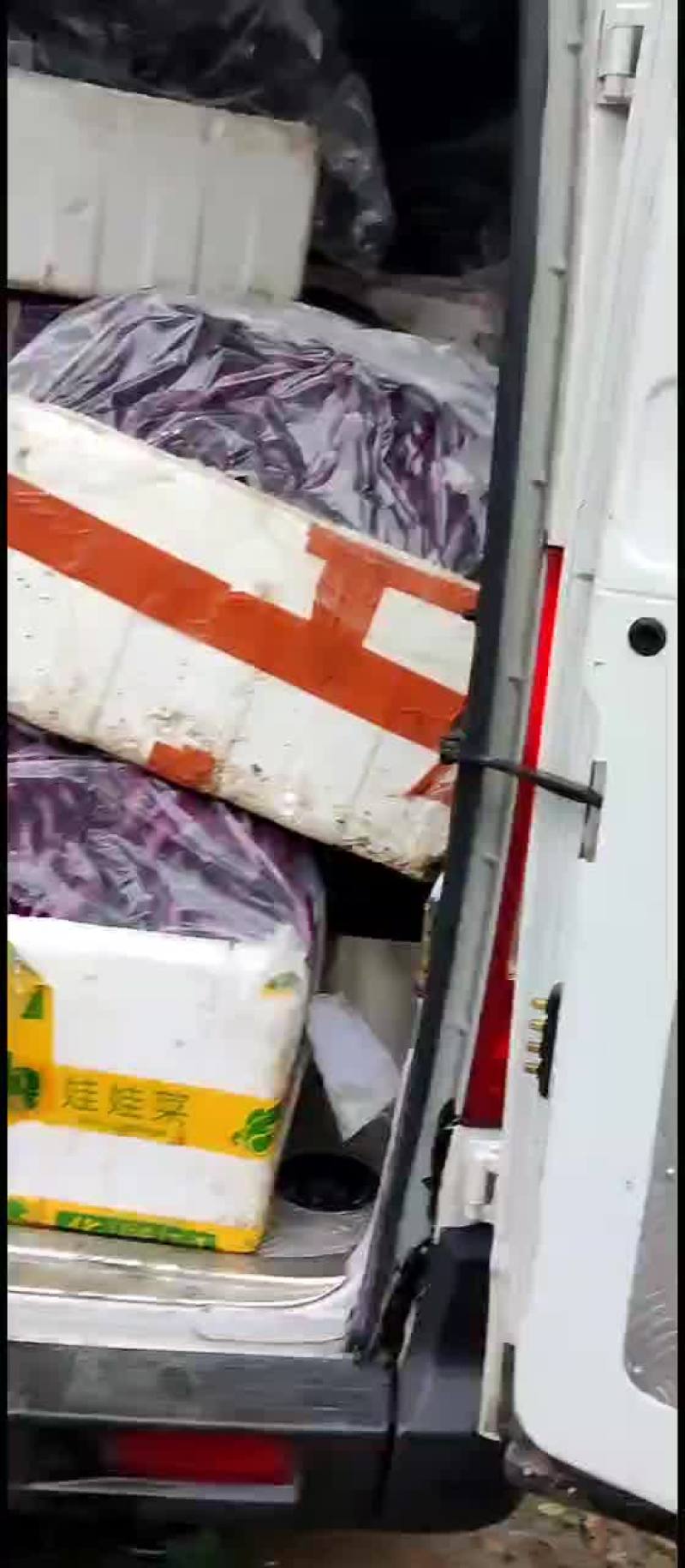 浙江绍兴红线茄