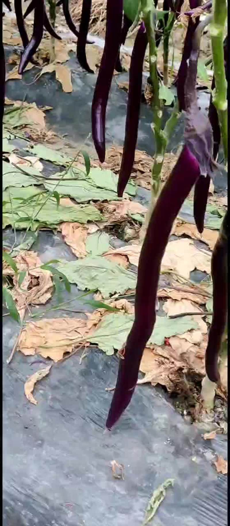 浙江绍兴红线茄