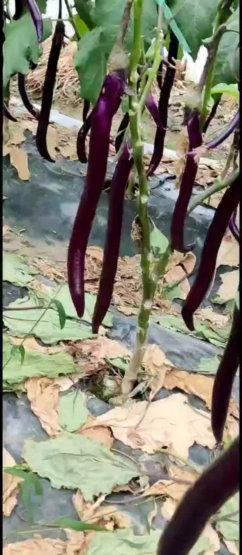 浙江绍兴红线茄