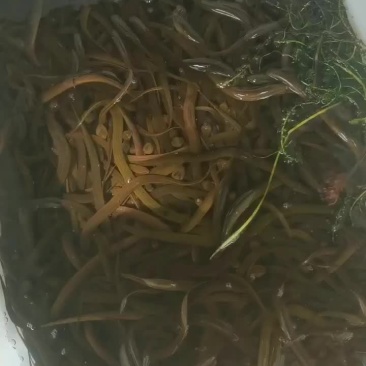 优质鳝鱼苗