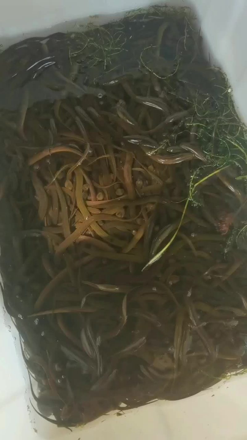 优质鳝鱼苗