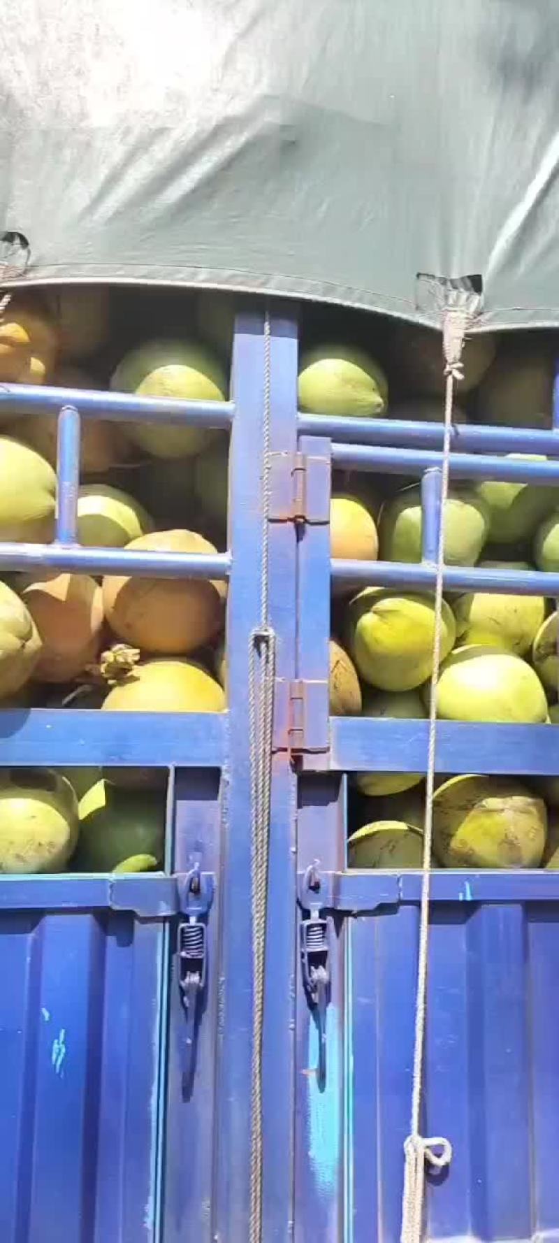 椰青
