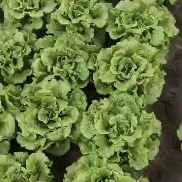 精品生菜