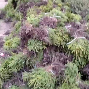 云杉小苗，价格优惠，质量保证，有意向的联系！