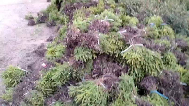 云杉小苗，价格优惠，质量保证，有意向的联系！