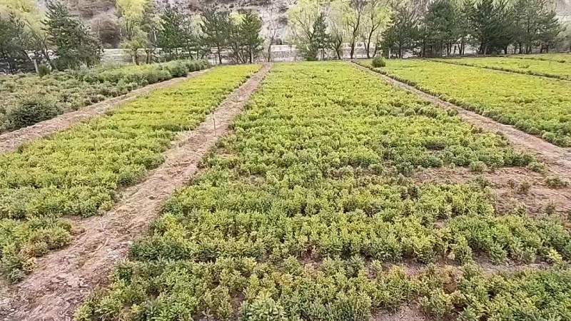 云杉小苗，价格优惠，质量保证，有意向的联系！
