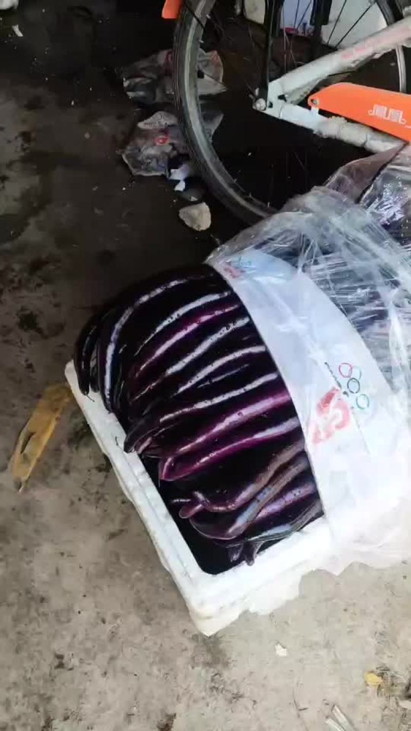 903.线茄