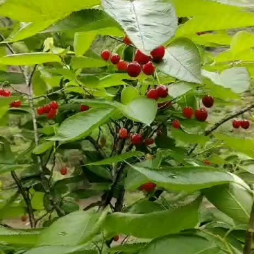 樱桃
