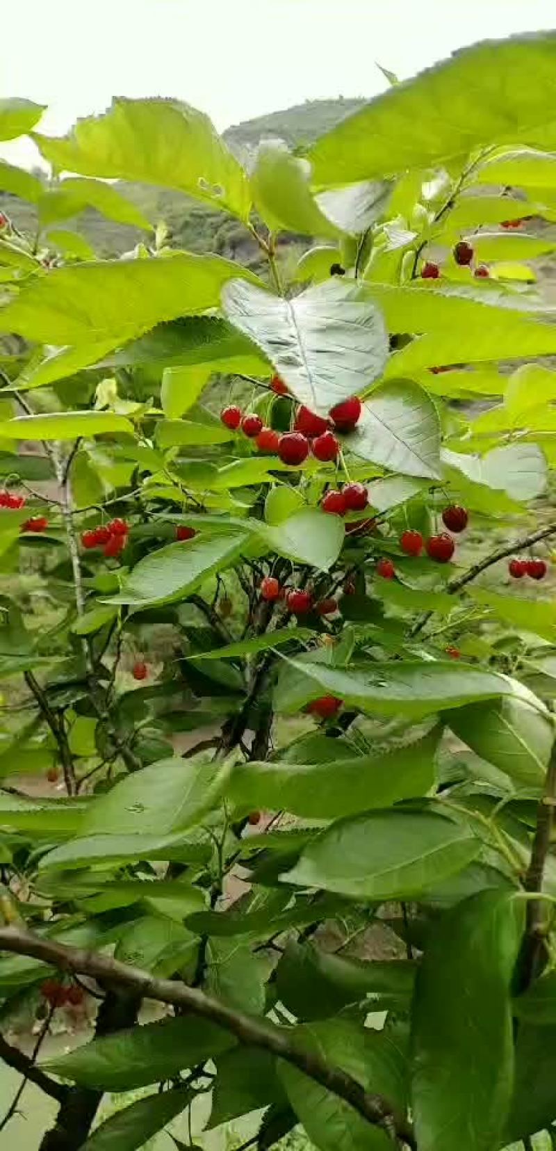 樱桃