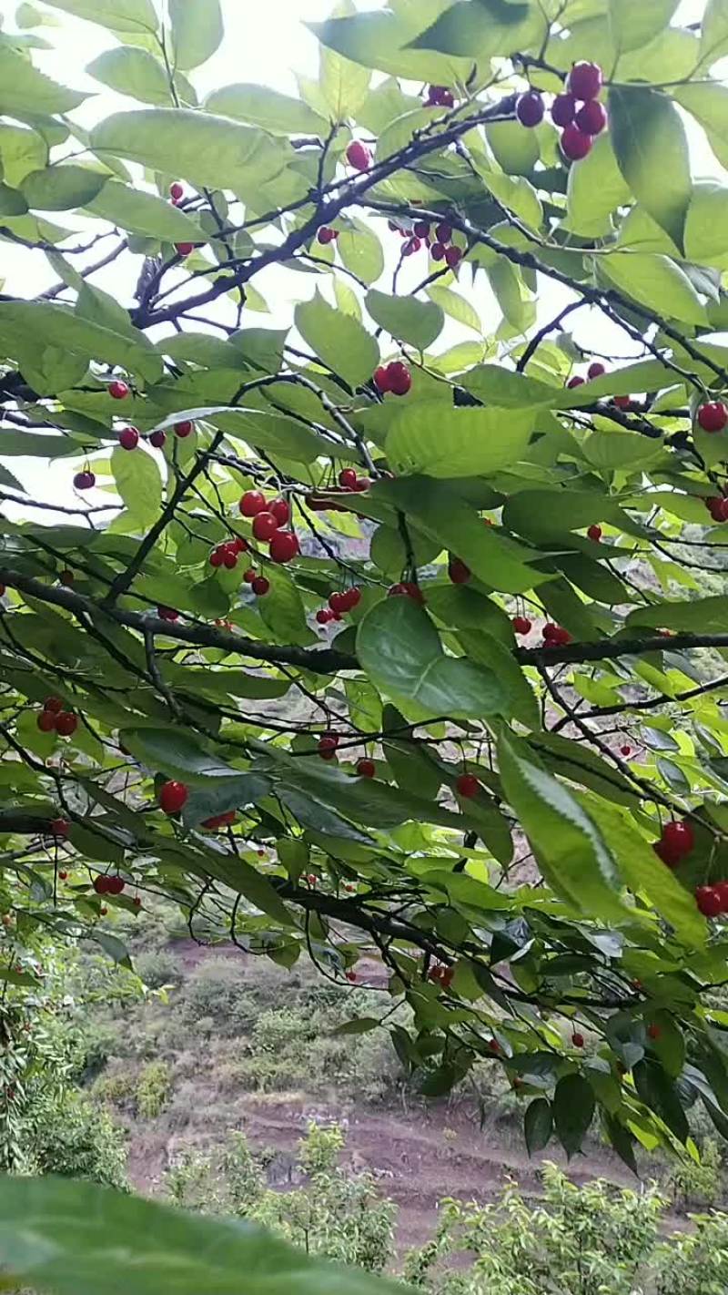 樱桃农家