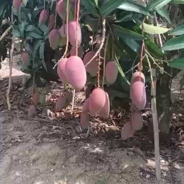 贵妃大量接单