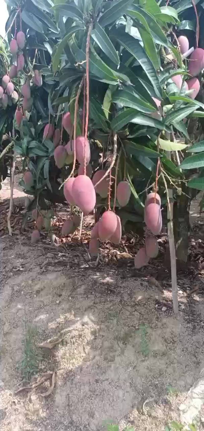 贵妃大量接单