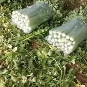 优质精品大棵芹菜