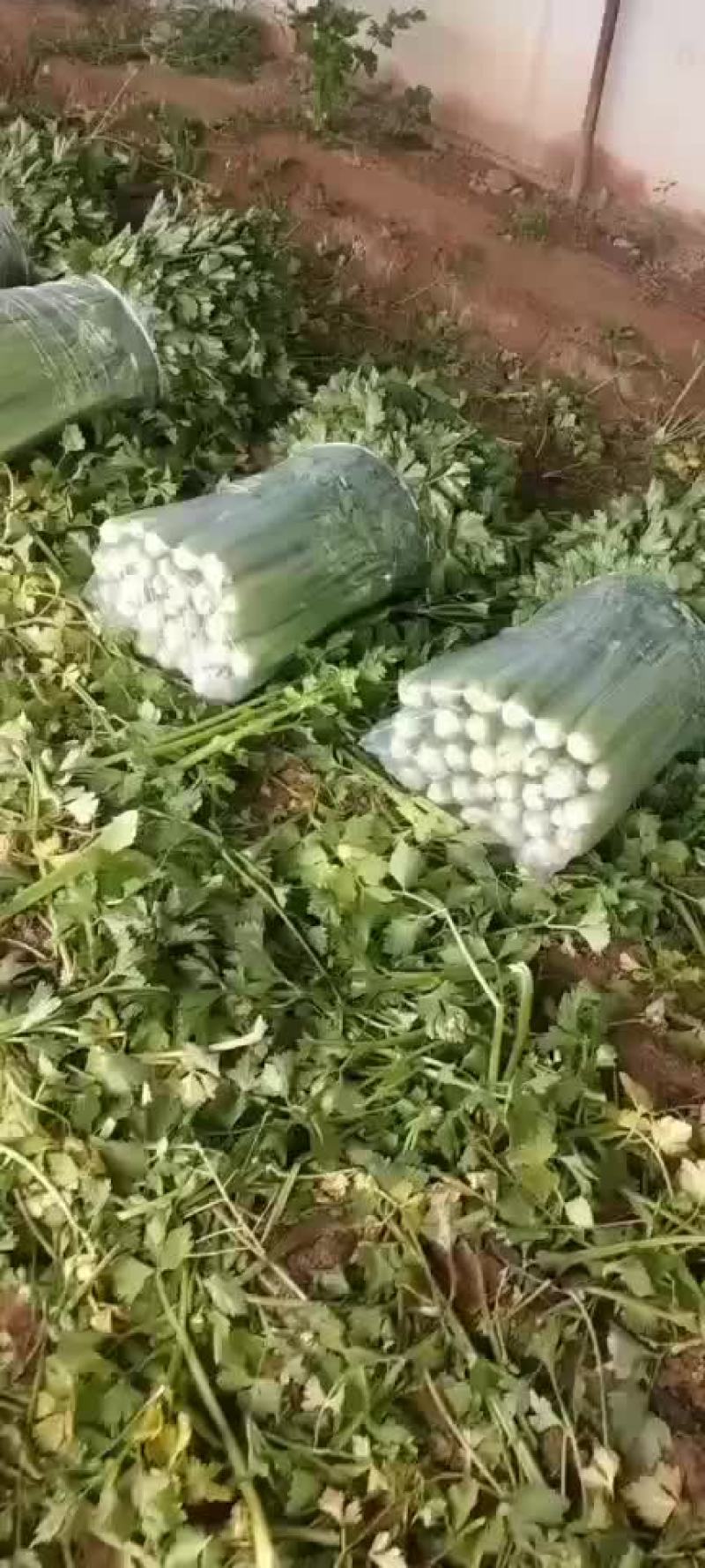 优质精品大棵芹菜