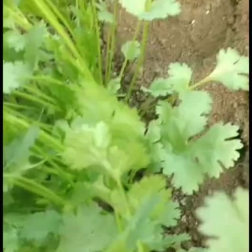 精品香菜大量供应