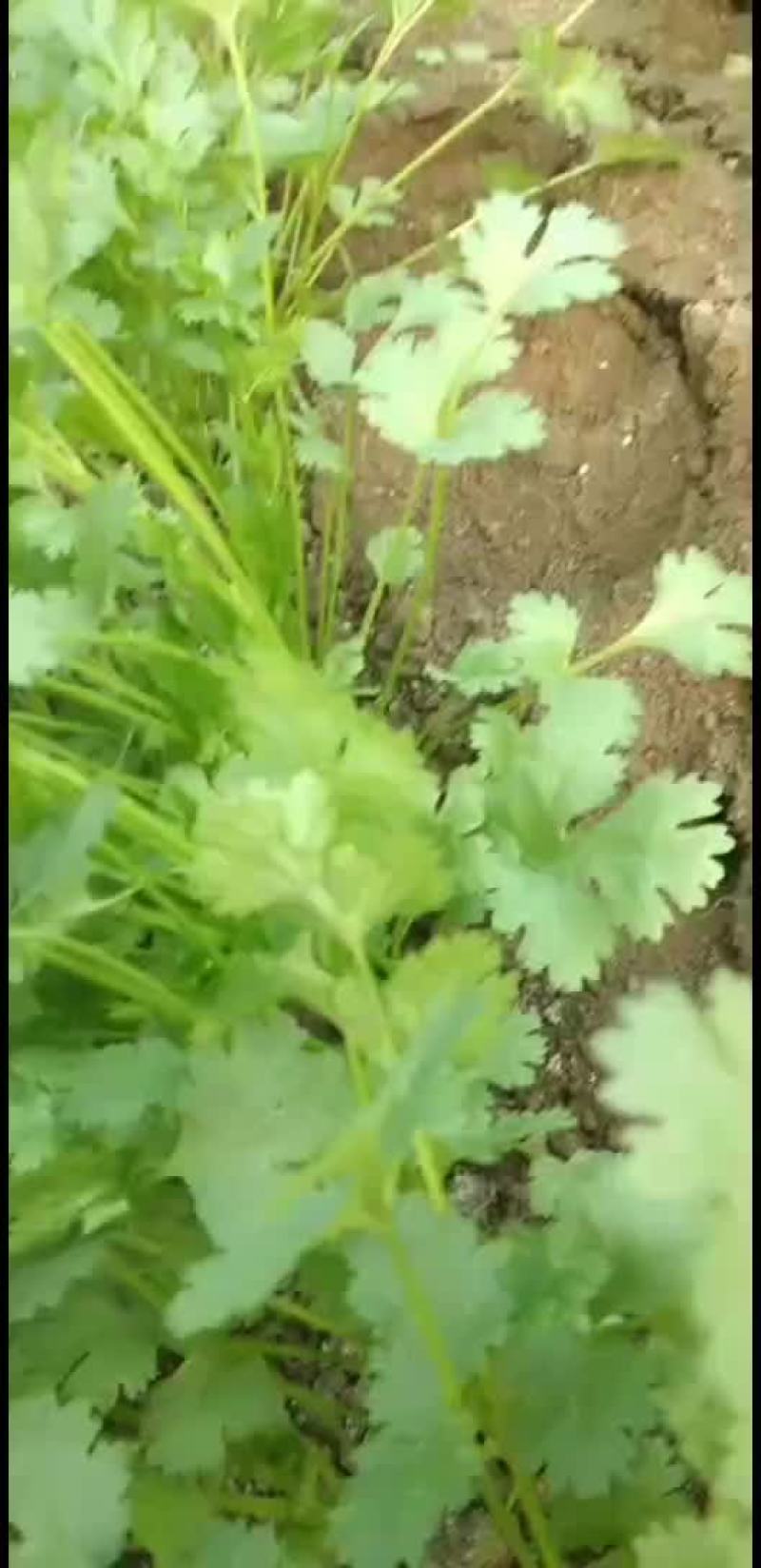 精品香菜大量供应