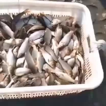 鲤鱼苗