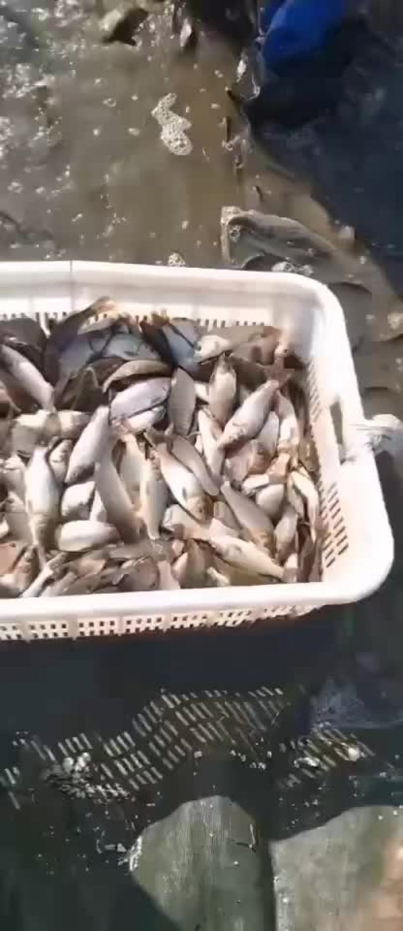 鲤鱼苗