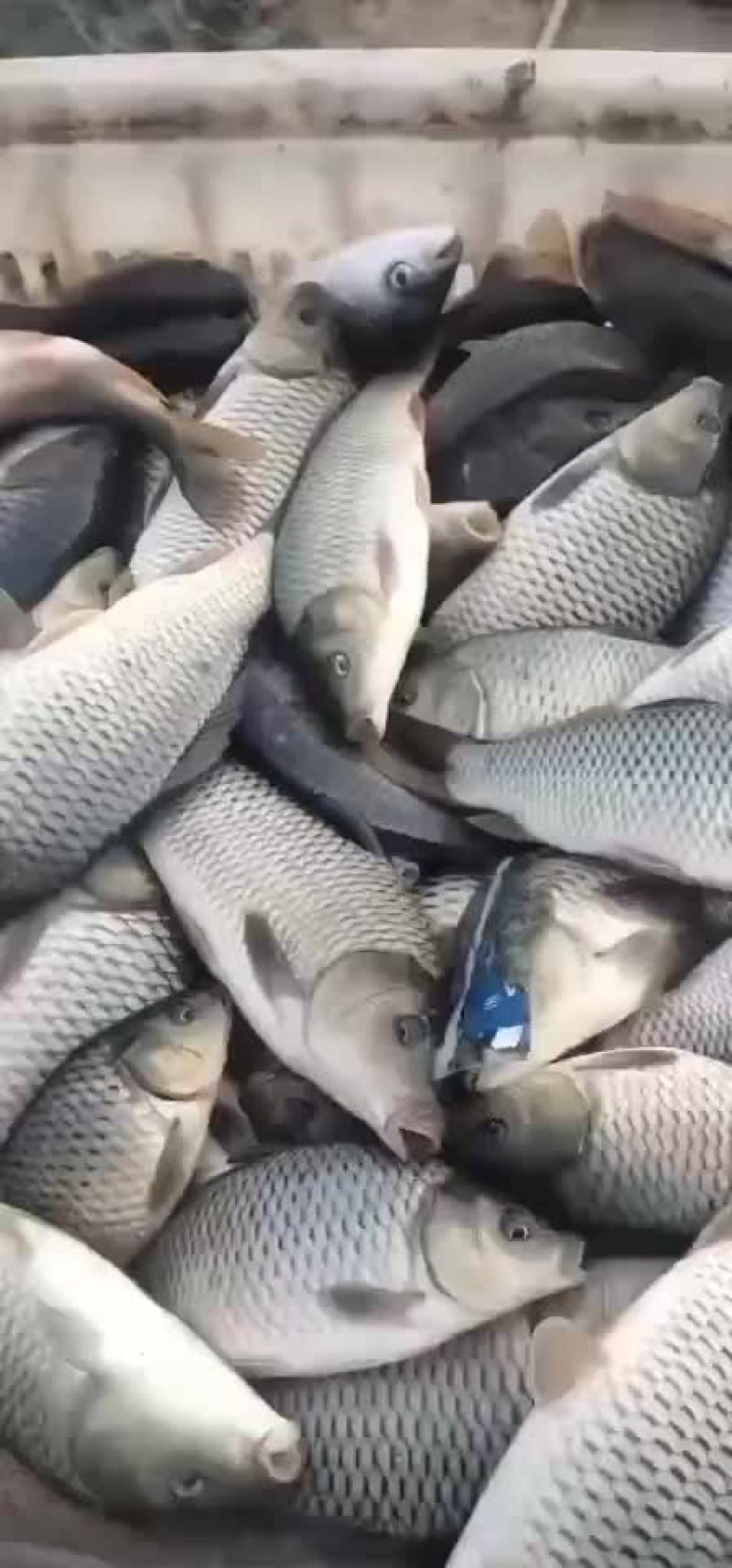 鲤鱼苗