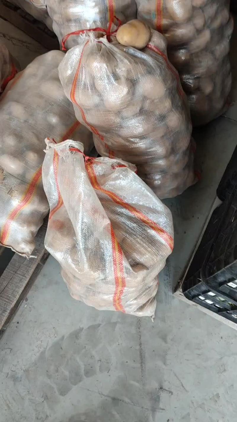 土豆