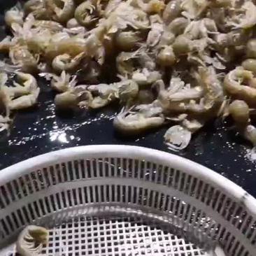 皮皮虾鲜活的，有需要走水车的联系我，