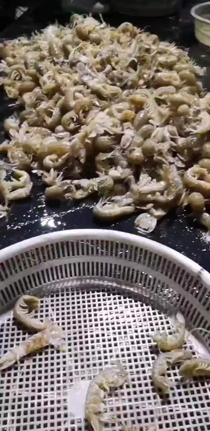 皮皮虾鲜活的，有需要走水车的联系我，