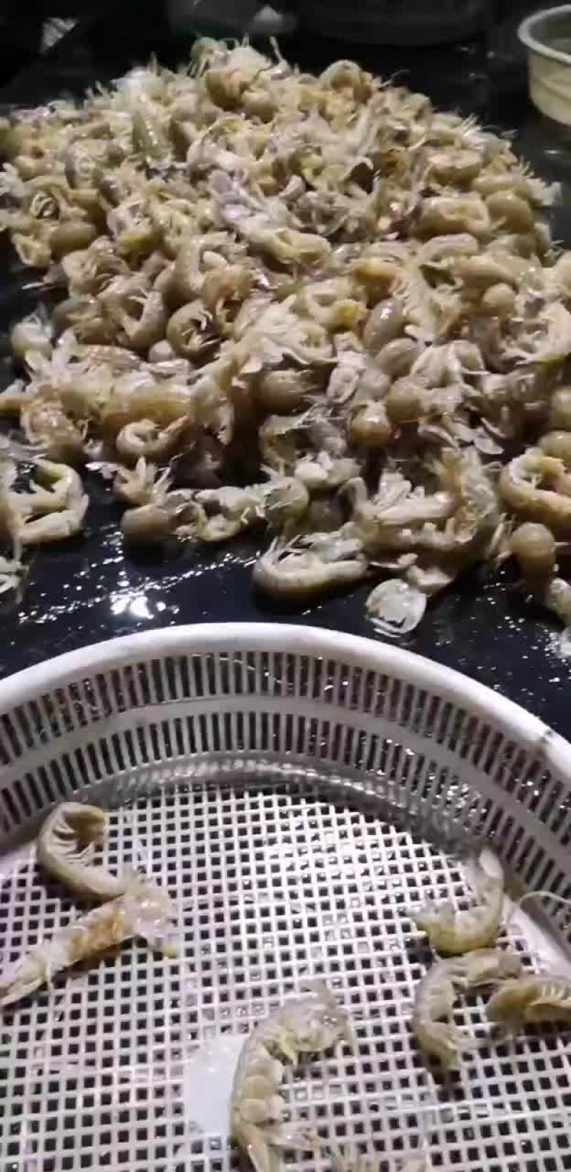 皮皮虾鲜活的，有需要走水车的联系我，