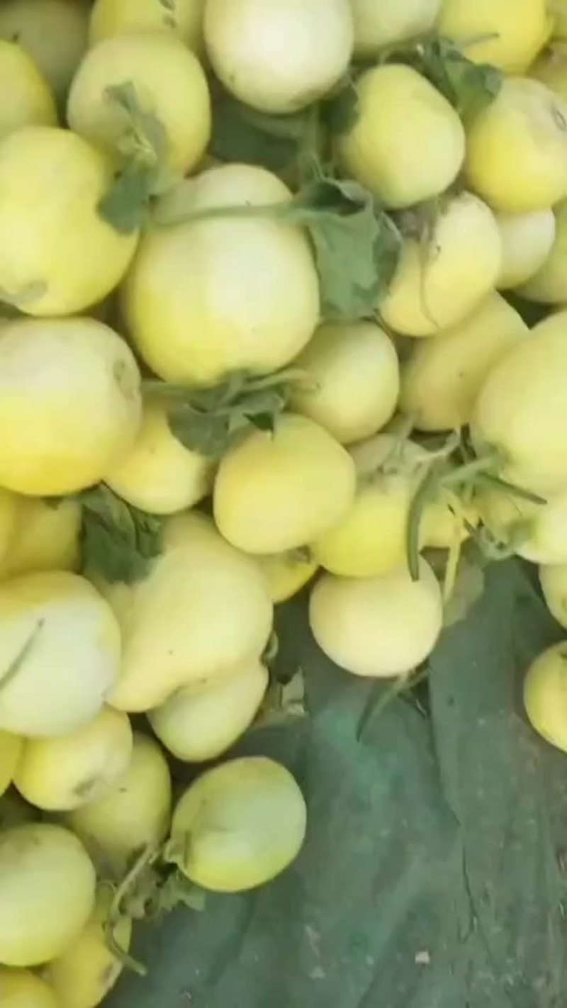 费县甜瓜大量供应，个头均匀口感好