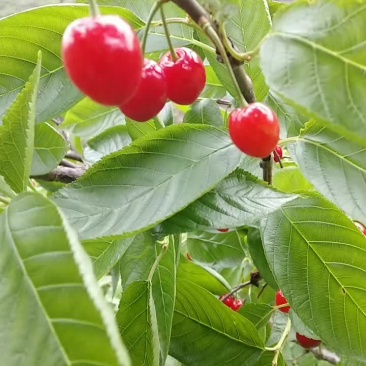 玛瑙红