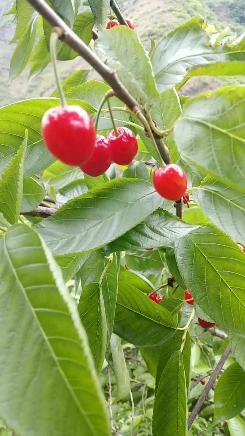 玛瑙红