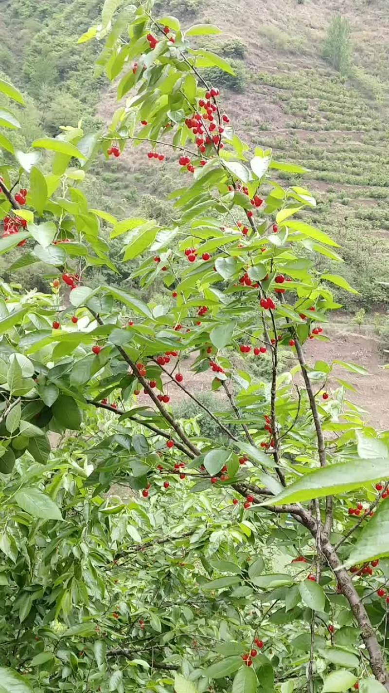 玛瑙红