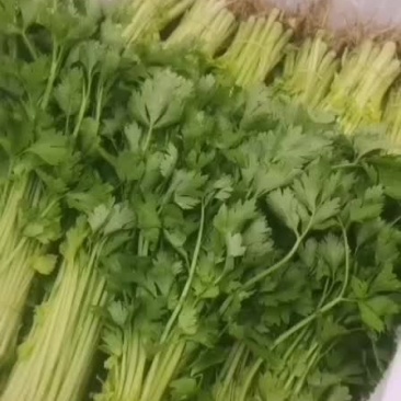 芹菜