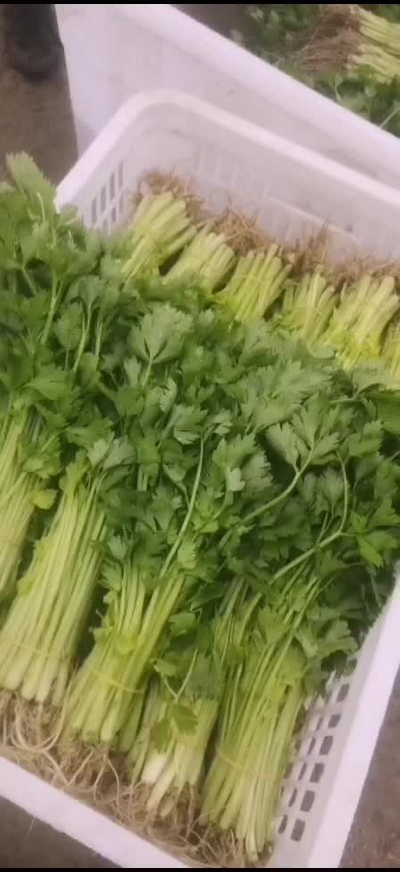 芹菜