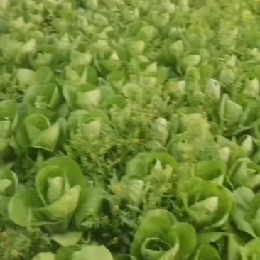 毛白菜