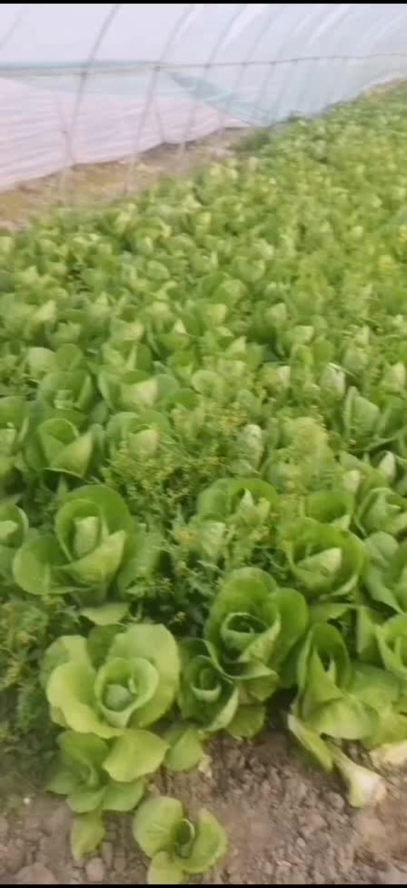 毛白菜