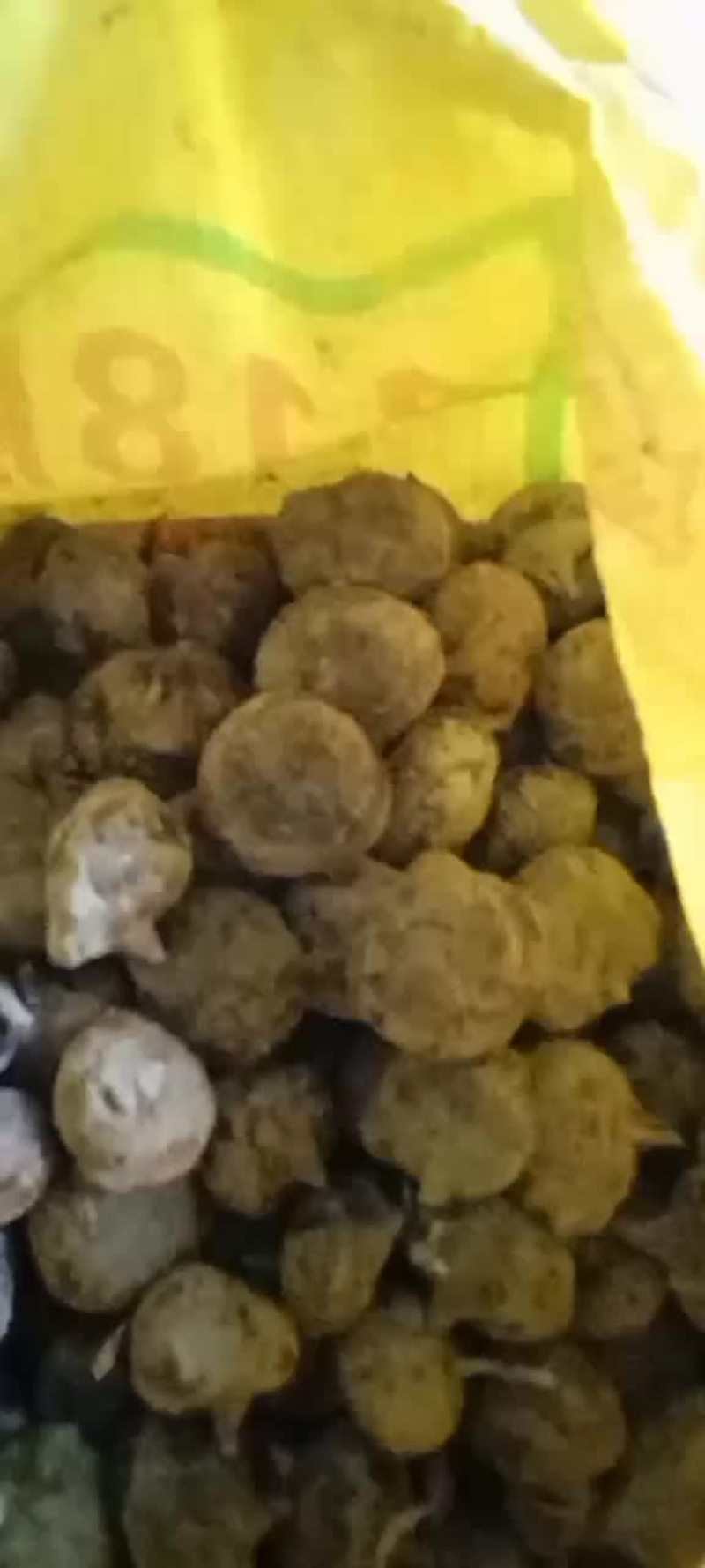 马蹄