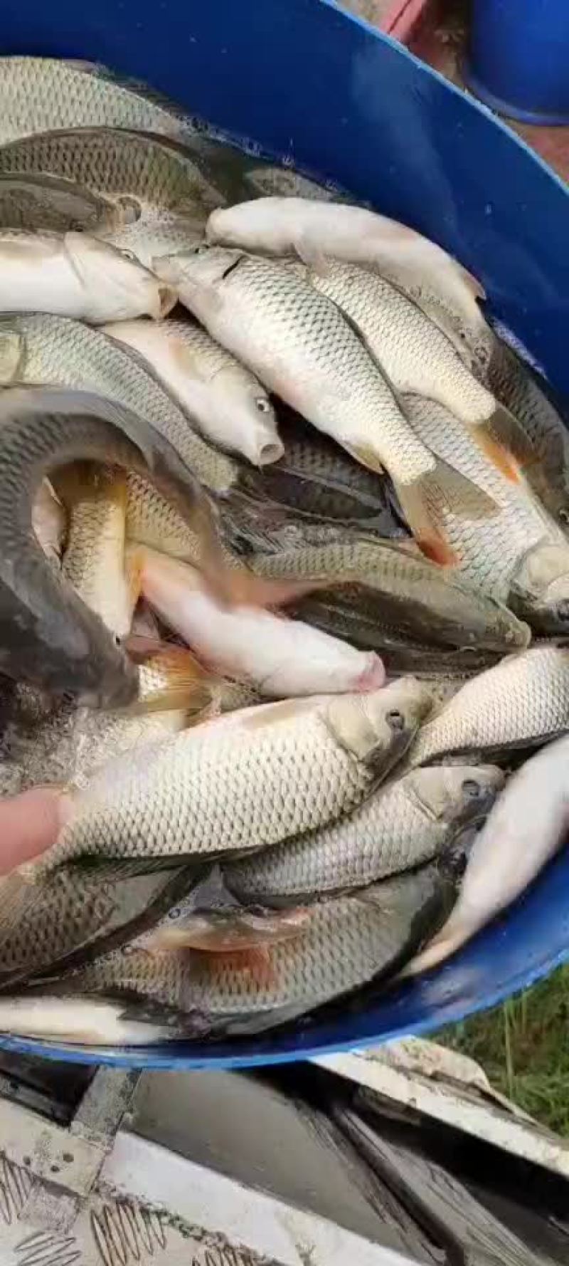 精品鲤鱼带红尾鱼苗