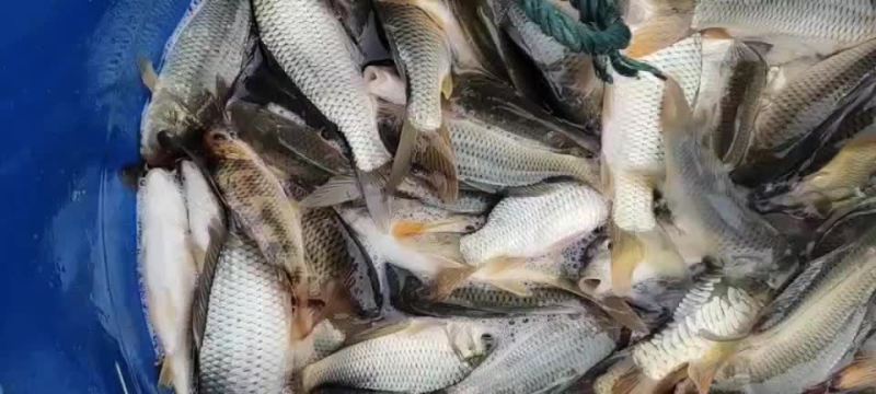 精品鲤鱼带红尾鱼苗
