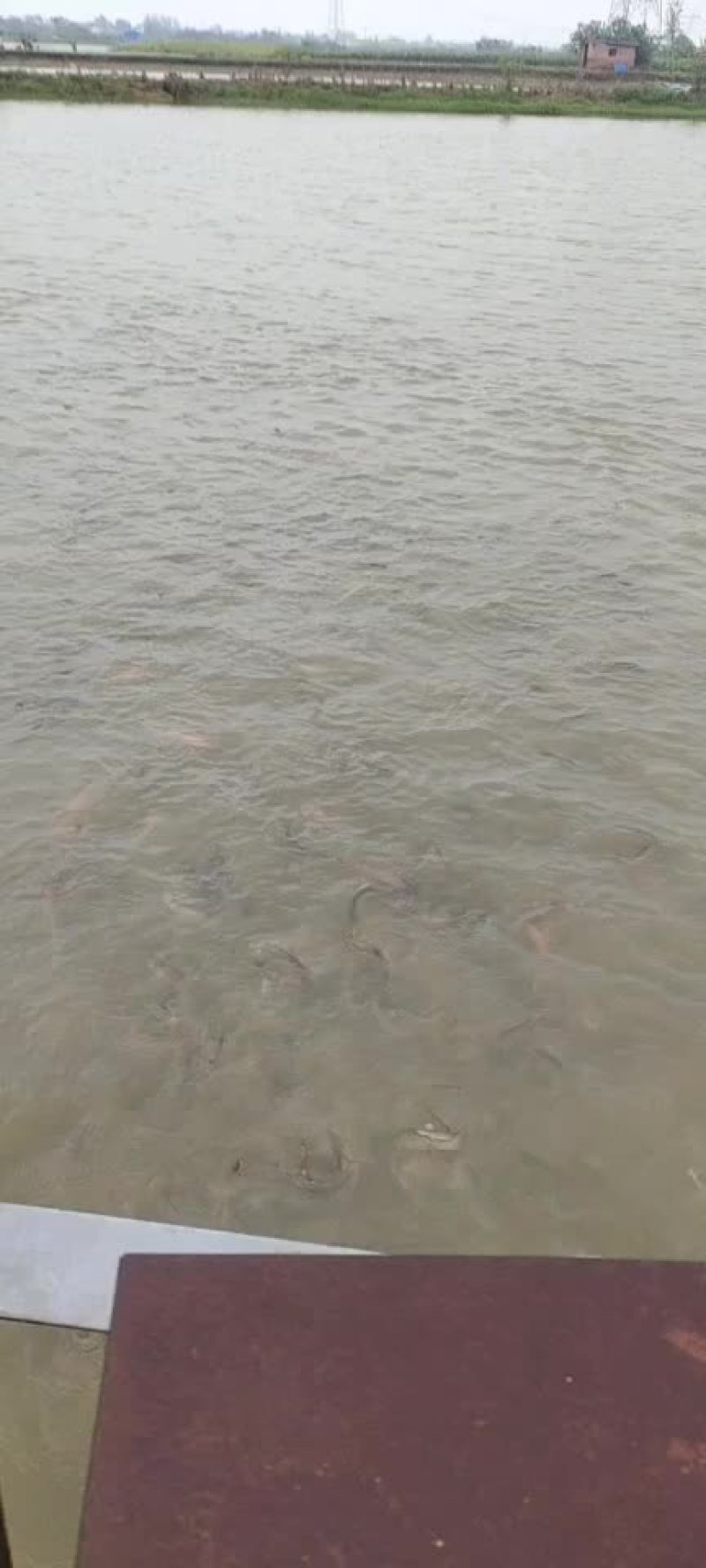 精品鲤鱼带红尾鱼苗