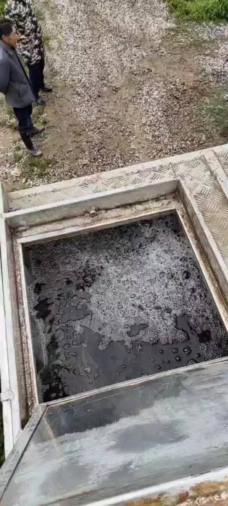 精品鲤鱼带红尾鱼苗