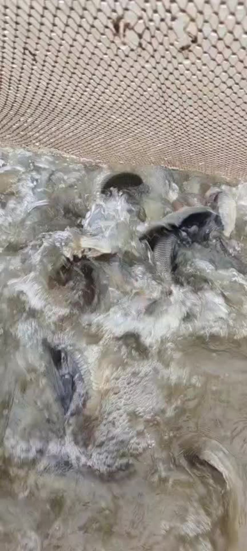 精品鲤鱼带红尾鱼苗